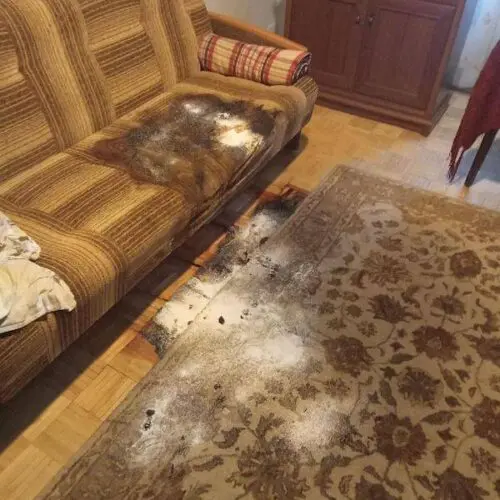 Sprzątanie mieszkania po zwłokach pomorskie